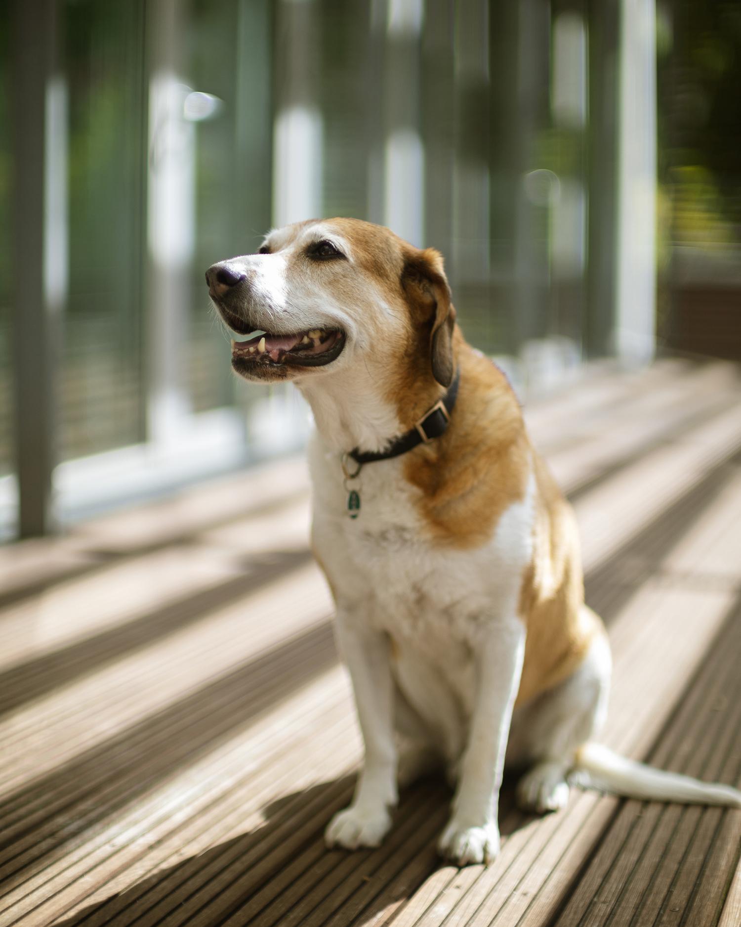 Wallie IAKS Portrait Office Dog